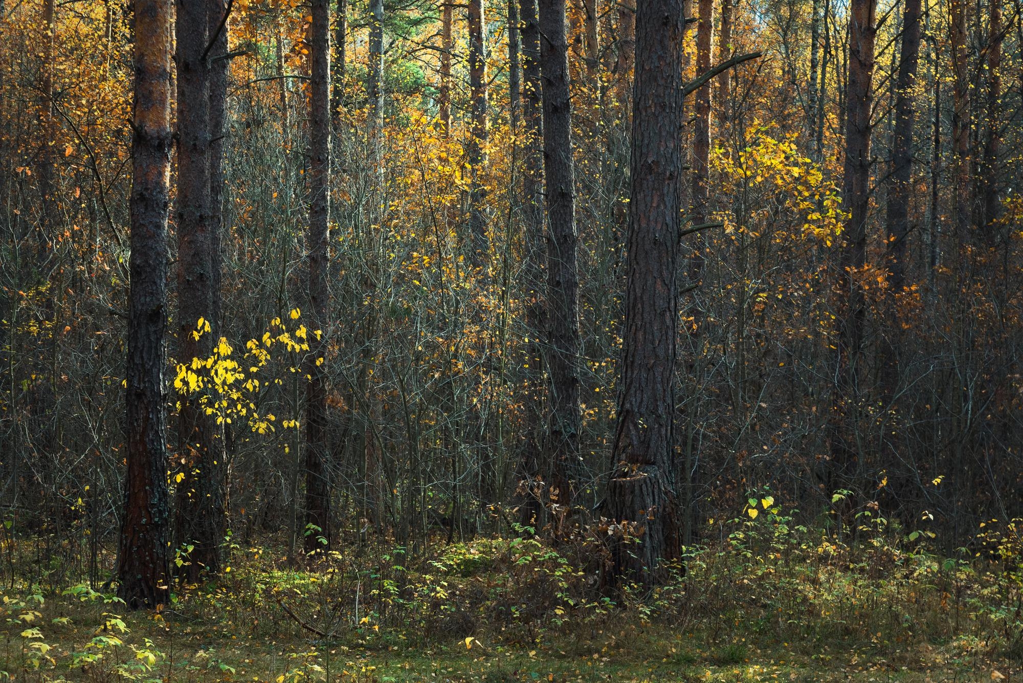 Подмосковный лес осенью