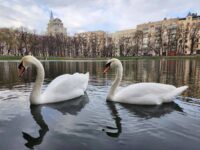 Лебедей начали возвращать в столичные парки из теплых вольеров после зимовки